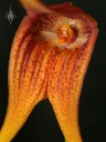 Masdevallia close up