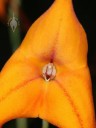 Masdevallia close up