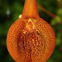 Masdevallia close up