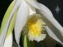Thunia flower close up