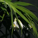 Thunia flowers hanging below foliage