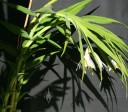 Thunia plant with flowers hanging below foliage