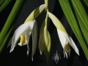 Thunia flowers and buds