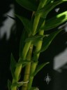 Thick stems of Thunia plants