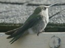 Anna's Hummingbird perched on gutter