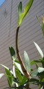Dendrobium keiki growing from mother plant