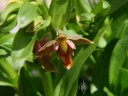Epipactis flowers and leaves