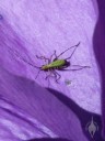 Unidentified bug on blue hibiscus petals