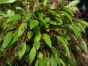 Lepanthopsis plant in bloom