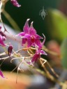 Lepanthopsis flowers