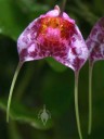 Masdevallia flower