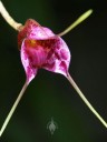 Masdevallia flower partially open