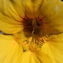Nasturtium flower close up