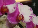 Harlequin Phal flowers