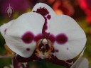 Harlequin Phal flower