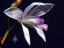 Bletilla flower