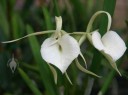 Brassavola flowers