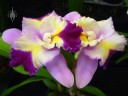 Overlapping Cattleya flowers