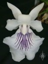 Cochleanthes flower