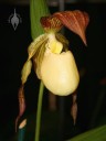 Cypripedium flower