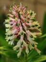 Dendrobium flowers