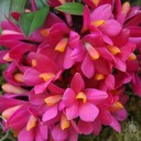 Dendrobium flowers