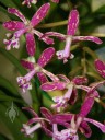 Epidendrum flowers