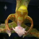 Kefersteinia flower close up Kefersteinia flower close up