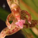 Kefersteinia flower close up Kefersteinia flower close up