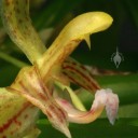 Kefersteinia flower side-view close-up Kefersteinia flower side-view close-up