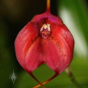 Masdevallia flower