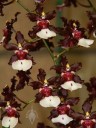 Oncidium flowers