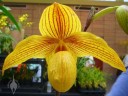 Paphiopedilum flower