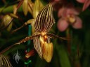 Paph flower