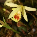 Pleione flower and leaves