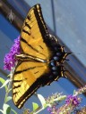 Swallowtail butterfly