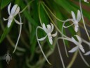 Neofinetia flowers