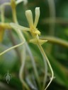 Yellow Neofinetia flower