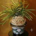 Variegated Neofinetia plant, potted traditionally in moss
