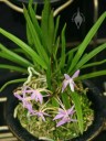 Purple Neofinetia flowers and plant in moss
