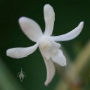 Neofinetia flower close up