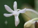 Neofinetia flower close up