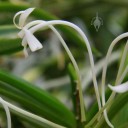 Neofinetia flower side view, showing nectar spur