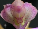 Comparettia flower close up