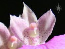 Comparettia flower close up