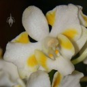 Doritis species flower