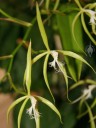 Epidendrum flowers