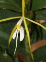 Epidendrum flower