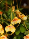 Masdevallia species flowers and leaves