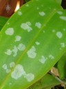 Hail damage on orchid leaf